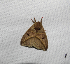 Austrolippa convergens