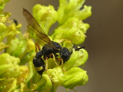 Cerceris bicincta