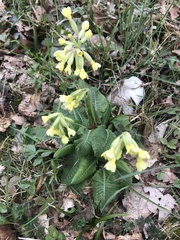 Primula elatior