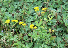 Nidorella auriculata