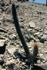 Loxanthocereus ferrugineus