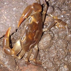 Pseudothelphusa dugesi