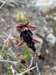 Ophrys cretica