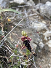 Ophrys cretica
