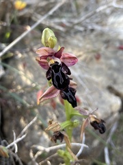 Ophrys cretica