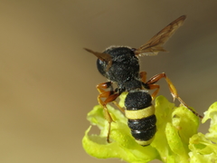Cerceris bicincta