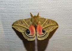 Austrolippa convergens