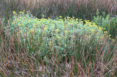 Nidorella auriculata