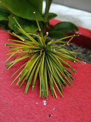 Tillandsia filifolia