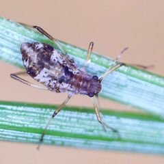 Cinara pruinosa