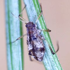 Cinara pruinosa