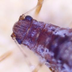 Cinara pruinosa
