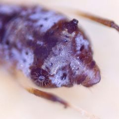 Cinara pruinosa