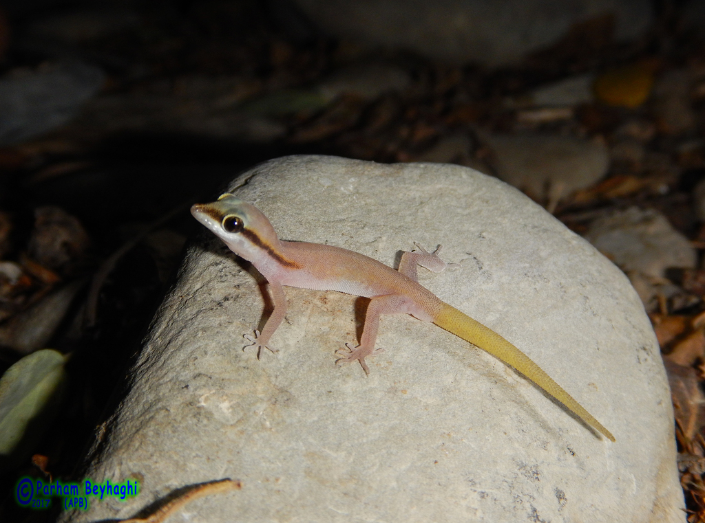 Chabahar Dwarf Gecko