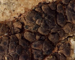 Heteroplacidium congestum