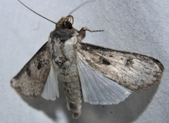 Agrotis malefida