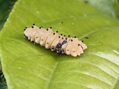 Pompelon marginata