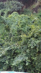 Magnoliopsida