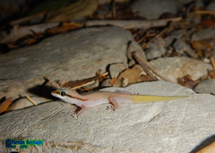 Chabahar Dwarf Gecko photo 3