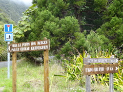 Boehmeria penduliflora