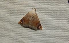 Eublemma apicimacula