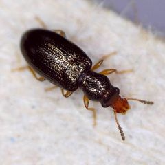 Salpingus planirostris