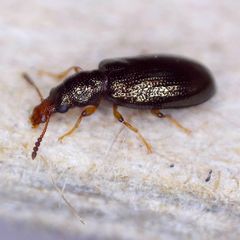 Salpingus planirostris