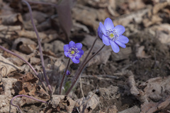 Hepatica transsilvanica