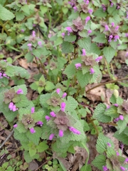 Lamium purpureum