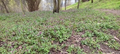 Lamium purpureum