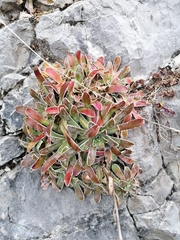 Saxifraga hostii