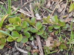Lysimachia nummularia