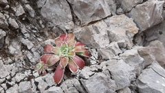 Saxifraga hostii