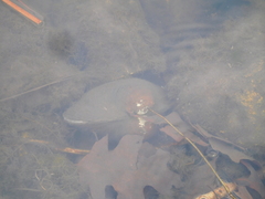 Pyganodon grandis