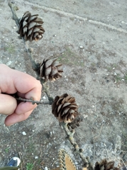 Larix