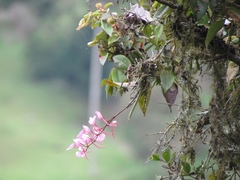 Comparettia falcata