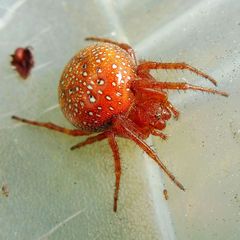 Araneus alsine