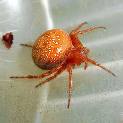 Araneus alsine