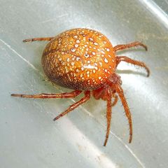 Araneus alsine