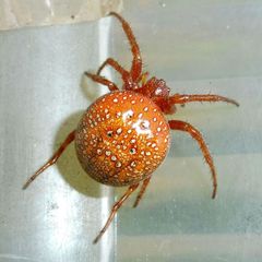 Araneus alsine