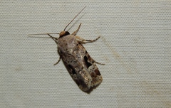Ariathisa abyssinia