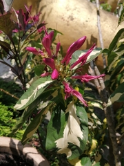 Graptophyllum