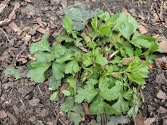 Geum urbanum