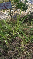 Poaceae