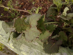 Sonchus oleraceus