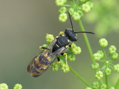 Cerceris bupresticida