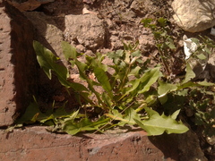 Taraxacum officinale