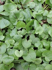 Ficaria verna