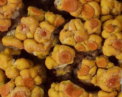 Xanthomendoza trachyphylla