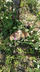 Acraea terpsicore